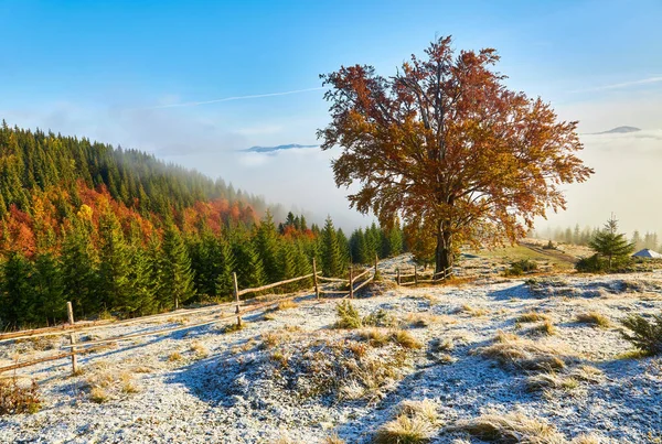 Der Erste Schnee Wald Den Bergen Sonniger Oktobertag — Stockfoto