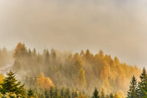 Осенний Пейзаж Туманом Горах Пихтовая Роща Холмах Карпаты Украина Европа — стоковое фото