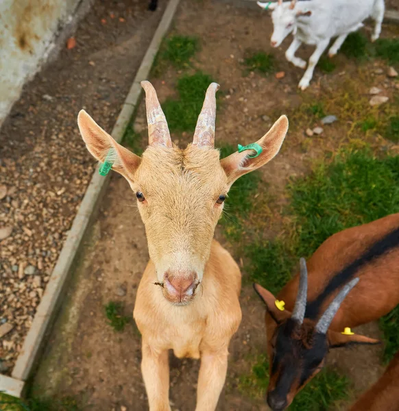 Flock Sheepfold Farm Livestock Pen Countryside Brown Woolly Goats Lambs — Stock Photo, Image