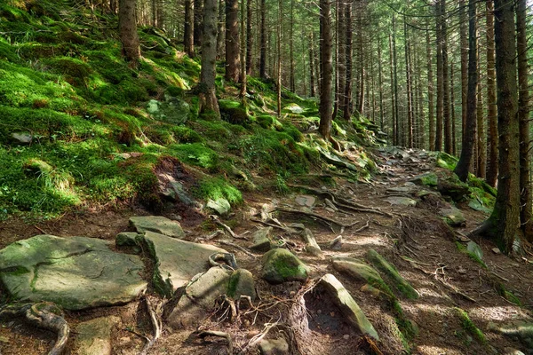 Túrázás Hegyekben Gyönyörű Kőút Egy Túraútvonalon Vadon Élő Hegyi Erdő — Stock Fotó