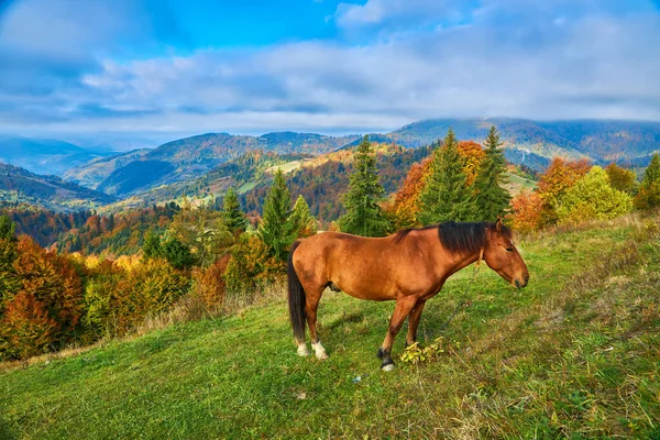 Porträt Eines Braunen Pferdes Das Auf Einem Feld Mit Bergen — Stockfoto