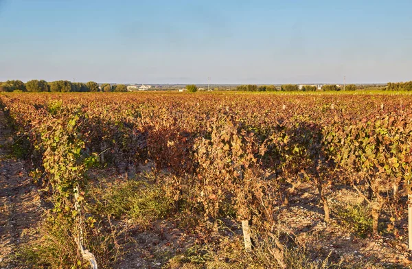 Linhas Vinhedos Vinho Cores Outono Outono — Fotografia de Stock