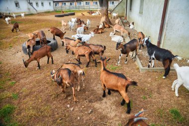 Koyun ağılı sürüsü, çiftlik hayvanları kırsal alan ağılı. Kahverengi yünlü keçiler ve kuzular sığınakta dikilip ahşap çitleri dikizliyorlar. Hayvanlar kalın yünlerle kaplı..