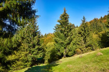 Karpat Dağları 'ndaki sonbaharın büyüleyici duvar halısına bakın. Görkemli tepeler gururla durur, çevrende canlı bir çiçek yaprakları vardır. Kırmızı, turuncu ve altın renkleri manzarayı boyar ve nefes kesici bir renk senfonisi yaratır..