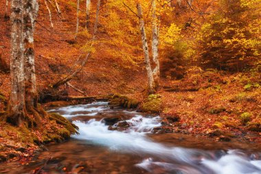 Büyüleyici bir yolculuğa çıkın. Huzurlu bir nehir büyüleyici bir sonbahar ormanında zarafetle süzülüyor. Yaprakların canlı renkleri nefes kesici bir duvar halısı oluştururken, akan suyun rahatlatıcı sesi huzurlu bir ortam oluşturur..