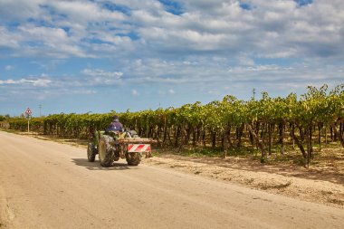 İtalya 'da açık mavi gökyüzü altında büyüyen üzüm bağlarının arasında yerde tarım traktörü..