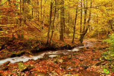 Dar bir dağ nehri büyüleyici bir sonbahar kayın ormanının içinden hızla akar ve büyüleyici bir manzara yaratır. Sonbaharın canlı renkleri engebeli kayalıklarla çevrili parıldayan suları yansıtır..