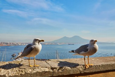 Napoli, Campania, İtalya ve Avrupa 'daki Vesuvius Dağı' nda panoramik manzaralı Castel dell Ovo Yumurta Şatosu 'nun duvarındaki martı. Napoli limanında feribot var. Bulutlar ve deniz manzarası.