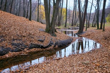 Sonbahar manzara renkli orman ile. Güneş Sarı paysage. Pastırma yazı manzara. Göl ile güzel ormanda kırmızı ve sarı renk üzerine renkli yeşillik. Suya yansıyan sonbahar orman.