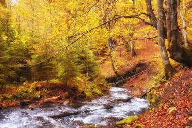 Görkemli bir sonbahar nehri görkemli dağlık bir ormanda zarafetle yol alır. Sakin sular, etrafındaki yaprakların canlı tonlarını yansıtan sakin bir atmosfer yaratıyor. Akan suyun büyüleyici kombinasyonu, kule