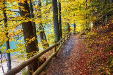 Kendinizi bir çam ormanının kenarındaki dingin güzelliğe daldırın. Dünyanın canlı yeşil yosunlarla örtüldüğü yere. Huzurlu ortam ve güneş ışığının yüksek çam ağaçlarının arasındaki etkileşimi doğal huzurun büyüleyici bir sahnesini yaratır..