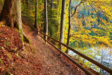 Sakin göl boyunca esen orman yolunda yürürken sonbaharın büyüleyici güzelliğini hissedin. Ahşap bir çit zarif bir şekilde bir tarafı kaplarken diğer tarafı bereketli bir orman tarafından kucaklanıyor..