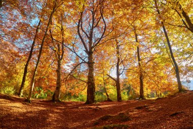 Antik bir kayın ormanının görkemli halısına adım atarken kendinizi sonbaharın büyüsüne daldırın. Zemin, yapraklardan oluşan canlı bir halı ile süslenir, manzarayı altın, kırmızı ve turuncu renklerle boyarlar..