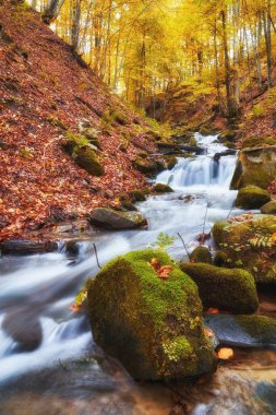 Dar bir dağ nehri büyüleyici bir sonbahar kayın ormanının içinden hızla akar ve büyüleyici bir manzara yaratır. Sonbaharın canlı renkleri engebeli kayalıklarla çevrili parıldayan suları yansıtır..