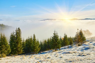 Çim güneş ışınları ile aydınlanmış. Görkemli sonbahar kırsal manzara. Sabah sisi ile fantastik sahne. Donmuş yeşil çayırlar. Pitoresk tatil Karpatlar vadisi, Ukrayna, Avrupa.