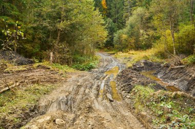 Yağmur sonrası çamurlu su birikintileriyle ormandaki toprak yol.