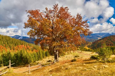 Görkemli altın kayın ağacı, göz kamaştırıcı yeşilliğiyle sahneye çıkıyor. Arkaplanda, alçaktan uzanan dağlar zarif bir şekilde engin mavi gökyüzü ile birleşerek nefes kesici bir manzara yaratıyor. Sonbaharın ılık renkleri Büyüleyici bir portre