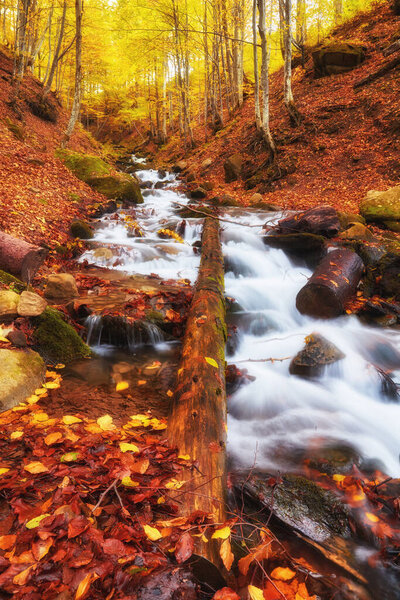 A narrow mountain river flows swiftly through a captivating autumn beech forest, creating a mesmerizing scene. The vibrant colors of fall reflect on the shimmering waters, surrounded by rugged cliffs.