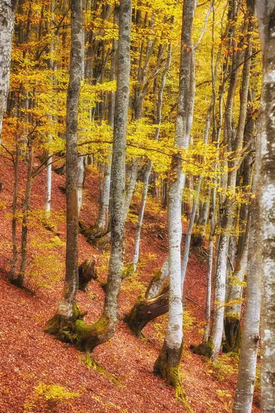 Μπείτε Έναν Κόσμο Χρυσής Λαμπρότητας Καθώς Εξερευνείτε Μαγευτικό Δάσος Οξιάς — Φωτογραφία Αρχείου