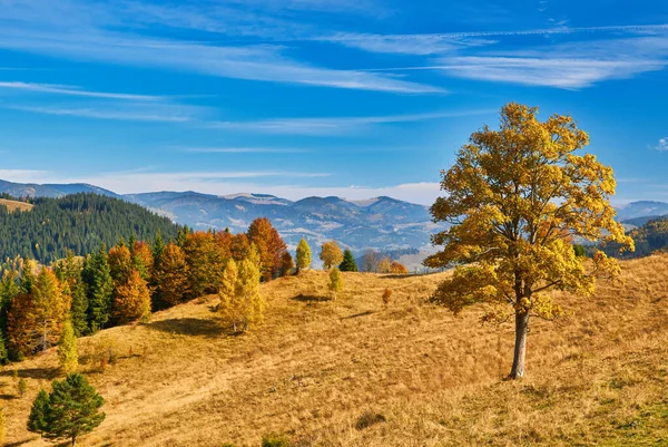 カルパティア山脈の秋の魅惑的なタペストリーの後ろ 雄大なピークは 活気に満ちた葉のケルドーコープに囲まれ 誇らしげに立っています オレンジ 金の色合いが風景を描き 息をのむような色のシンフォニーを作り出しています — ストック写真