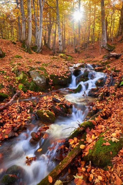 Narrow Mountain River Flows Swiftly Captivating Autumn Beech Forest Creating — Stock Photo, Image