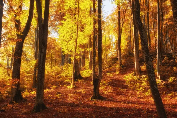 Mergulhe Beleza Tirar Fôlego Uma Floresta Faia Outono Chão Adornado — Fotografia de Stock