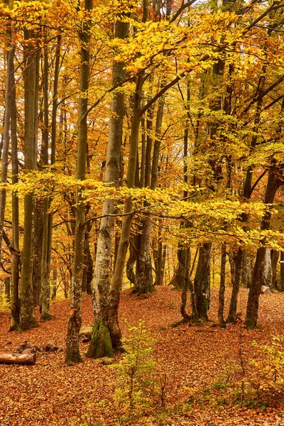 Step World Golden Splendor You Explore Enchanting Autumn Beech Forest Stock Photo