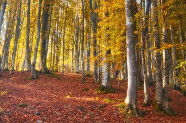 Sonbahar ormanı güzel manzara 