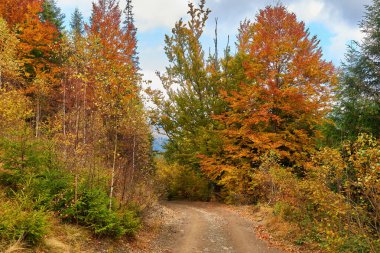 Yağmur sonrası çamurlu su birikintileriyle ormandaki toprak yol.