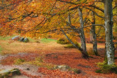 Sonbahar ormanı güzel manzara 