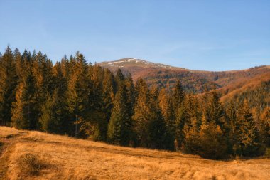 Karpat Dağları. Görkemli zirveler gururla durur, çevrende canlı bir çiçek yaprakları vardır.. 