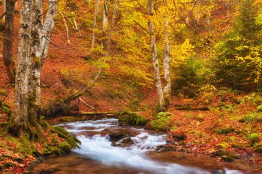 Dar bir dağ nehri büyüleyici bir sonbahar kayın ormanının içinden hızla akar ve büyüleyici bir manzara yaratır.. 