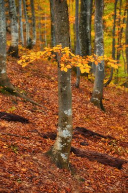 Sonbahar ormanı güzel manzara 