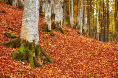 Sonbahar Kayın Ormanı. Yer yapraklardan oluşan canlı bir halı ile süslenmiş.