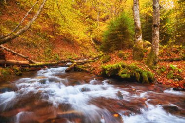 Dar bir dağ nehri büyüleyici bir sonbahar kayın ormanının içinden hızla akar ve büyüleyici bir manzara yaratır.. 