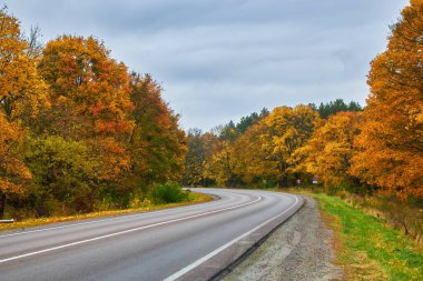 Büyüleyici sarı sonbahar ormanlarında esen asfaltlanmış eski yol.
