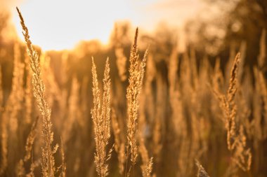 Batan güneşin sıcak ve zıt ışığıyla aydınlanan tüylü çimen tomurcukları.. 