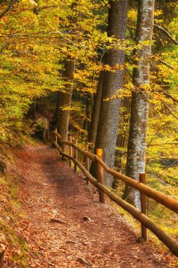Gölü boyunca esen sonbahar ormanı yolu. Ahşap bir çit zarif bir şekilde bir tarafı çiziyor.