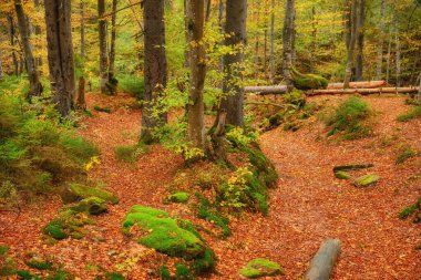 Sonbahar ormanı güzel manzara 