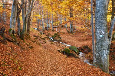 Nehrin manzarası büyüleyici bir sonbahar ormanı boyunca zarifçe esiyor. Yeşilliğin canlı renkleri nefes kesici bir duvar halısı oluşturuyor.