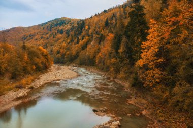 Nehrin manzarası büyüleyici bir sonbahar ormanı boyunca zarifçe esiyor. Yeşilliğin canlı renkleri nefes kesici bir duvar halısı oluşturuyor.
