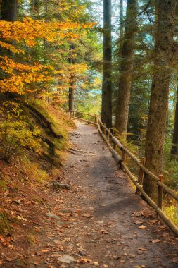 Sonbahar ormanı güzel manzara 