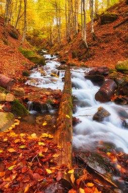 Nehrin manzarası büyüleyici bir sonbahar ormanı boyunca zarifçe esiyor. Yeşilliğin canlı renkleri nefes kesici bir duvar halısı oluşturuyor.
