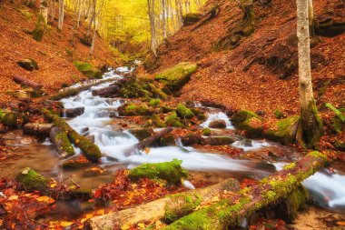 Sonbahar nehri, resimli dağlık bir orman boyunca esiyor.. 