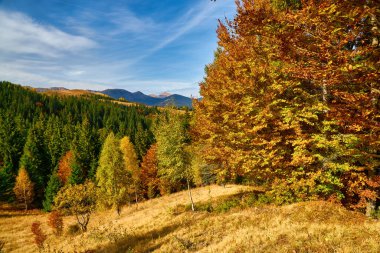 Karpat Dağları 'nda sonbahar. Görkemli zirveler gururla durur, çevrende canlı bir çiçek yaprakları vardır.. 