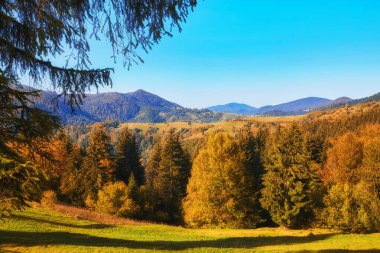 Manzara Güzel Fantezi Ormanı Altın Sonbahar 'da. Duvar Posteri Fikri.