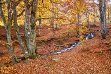 Sonbahar ormanı güzel manzara