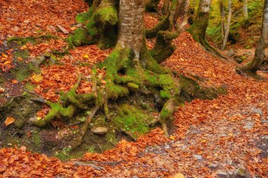 Manzara Güzel Fantezi Ormanı Altın Sonbahar 'da. Duvar Posteri Fikri.