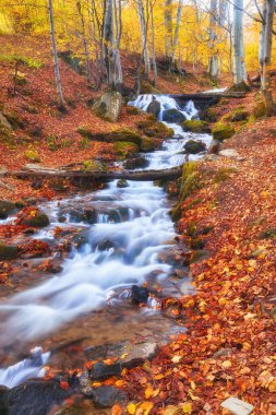 Dar bir dağ nehri büyüleyici bir sonbahar kayın ormanının içinden hızla akar ve büyüleyici bir manzara yaratır. Sonbaharın canlı renkleri engebeli kayalıklarla çevrili parıldayan suları yansıtır..