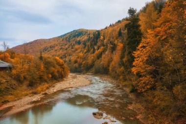 Nehir zarif bir şekilde büyüleyici bir sonbahar ormanında esiyor. Yeşilliğin canlı renkleri nefes kesici bir duvar halısı oluşturuyor.